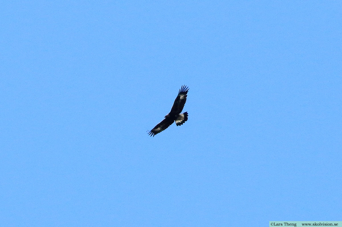 Kungsörn, Aquila chrysaetos